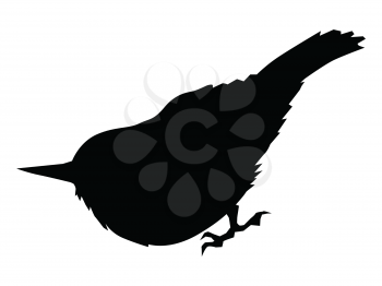 silhouette of nuthatch