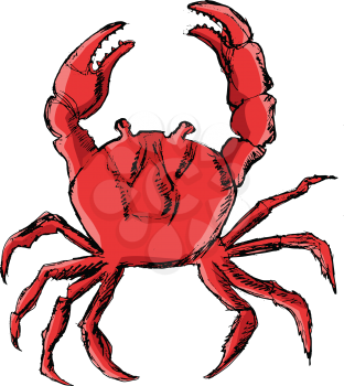 vector, coloured, sketch, hand drawn image of crab