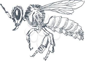 vector, sketch, hand drawn illustration of bee