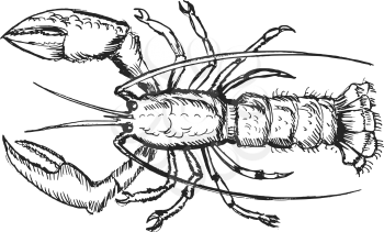vector, sketch, hand drawn illustration of lobster