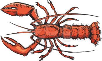 sketch of lobster, illustration of wildlife, zoo, animals