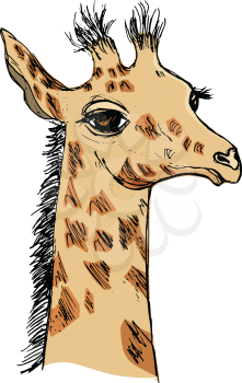 vector, coloured, sketch, hand drawn image of giraffe cub