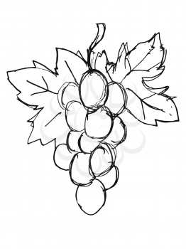 Vector, hand drawn, sketch illustration of bunch of grapes. Motives of wine, beverages, foods and drinks