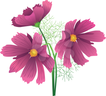 Royalty Free Clipart Image of Hibiscus Flowers