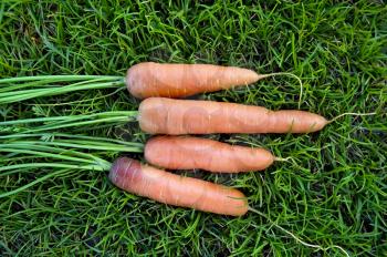 Royalty Free Photo of Four Carrots on the Grass