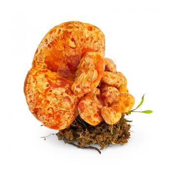 Royalty Free Photo of Mushroom Saffron