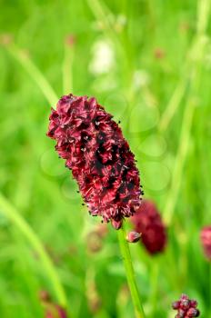 A single deep red wild flower on a background of green grass