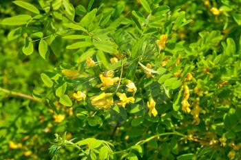 Yellow flowers of acacia on the background of green leaves