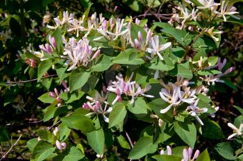 Pink flowers of honeysuckle on a background of green leaves