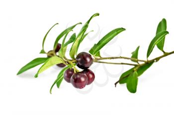 Sprig lingonberry burgundy with green leaves isolated on white background