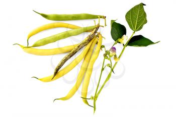 Green beans yellow, green and purple spotted a pod of beans, white and purple flowers, green leaves isolated on white background