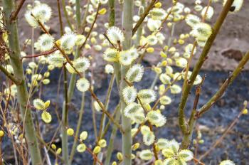 Flowering willow tree on a background of brown and black soil