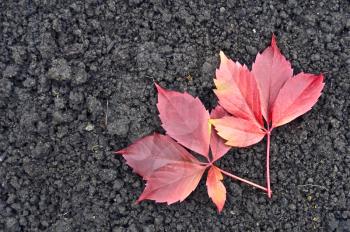 Two red leaf of decorative grapes on a background of black earth