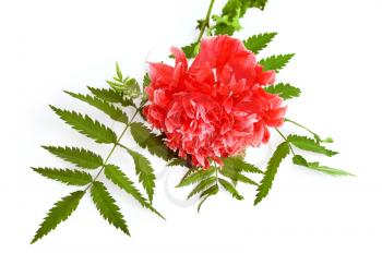 Red decorative poppy with leaves of mountain ash isolated on a white background