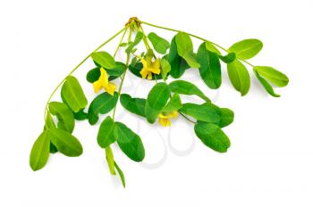 Sprig of acacia blossoms with yellow flowers and green leaves isolated on white background