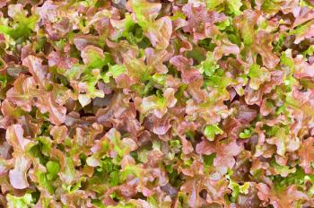 The texture of the leaves of red lettuce