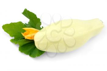 White squash with green leaves and yellow flower isolated on white background