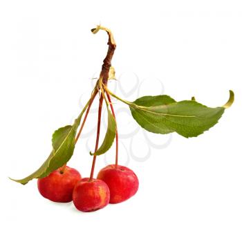 Three wild red apples on a branch with green leaves isolated on white background