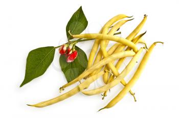 Yellow beans with red flower and green leaves isolated on white background