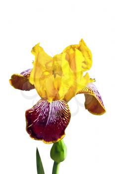 Iris with yellow and purple petals isolated on a white background