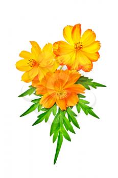 Bouquet of three yellow and orange cosmos with green leaf isolated on white background
