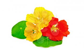 Yellow and red nasturtiums with green leaves isolated on white background