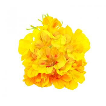 Bouquet of yellow nasturtium isolated on white background