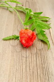 Decorative red poppy bud with green leaves on a background of the old board