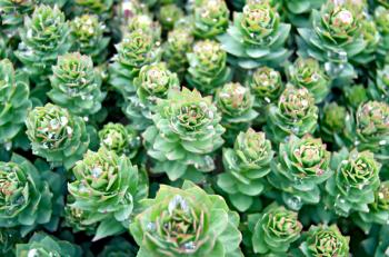 Rhodiola rosea with water drops on leaves