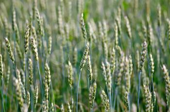 Ears of immature green wheat on background of green field