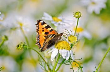 Orange butterfly feeds on nectar from a flower daisies
