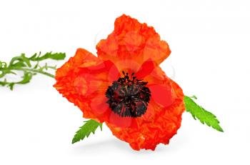 One red poppy with green leaves isolated on white background