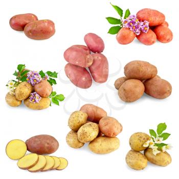 Yellow, pink and red potatoes, white and purple flowers, green leaves isolated on white background
