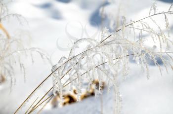 Hoarfrost on branches of grass on a background of snow
