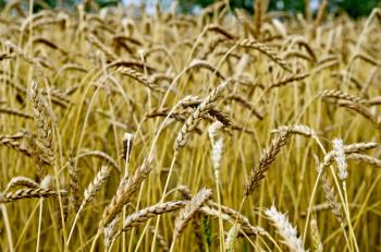 Spikelets of wheat against the background of a wheat field and trees