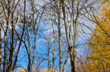 Autumn landscape with bare tree trunks, yellow leaves and blue sky