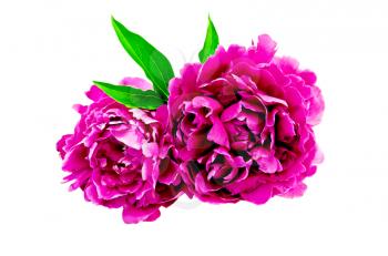 Two bright pink peony with green leaves isolated on white background