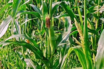 Corncob on a background of leaves in a cornfield