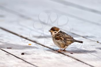 Brown sparrow on a background of gray wooden floor