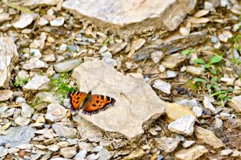 Orange butterfly on a stone on a background of rubble