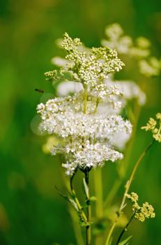 White meadowsweet flower on a background of green grass