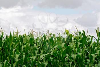 Corn in a cornfield on a background of sky and clouds