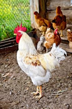 Cock white with brown hens in the hen house