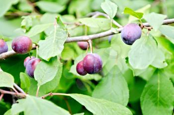 Branch with purple plums on a background of green foliage