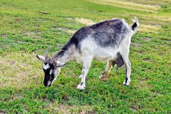Goat gray and white on a background of green grass
