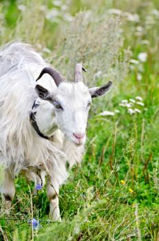 White goat on a background of green grass and different flowers