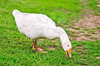 White goose grazing on green grass background