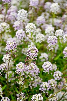 Alyssum white and lilac flower on a lawn on a background of green leaves