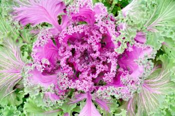 Decorative pink cabbage with water drop on a background of green leaves