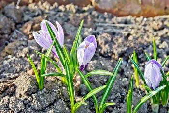 Light purple striped crocus with green leaves on a background of brown soil